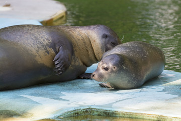 Harbour seal (Phoca vitulina) baby