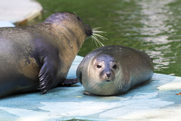 Harbour seal (Phoca vitulina) baby