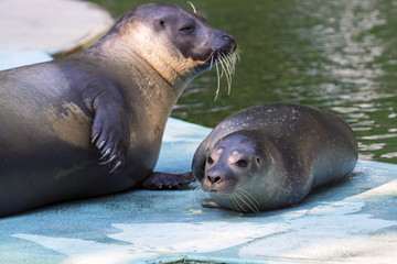 Harbour seal (Phoca vitulina) baby