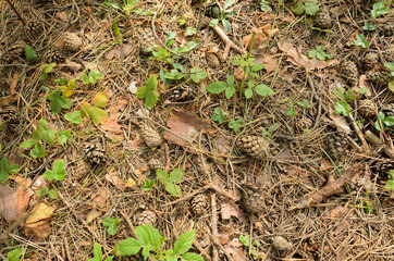 texture - land surface in a pine forest