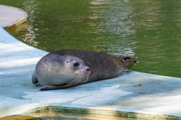 Harbour seal (Phoca vitulina) baby © belizar