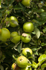 apple tree