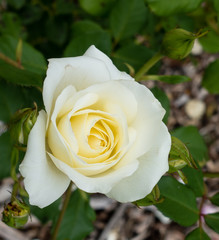 White and Yellow Rose
