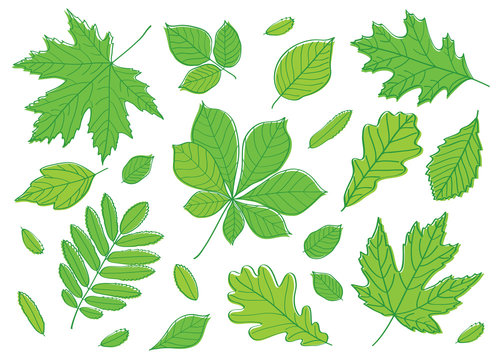Hand drawing summer leaves. A big set of images of leaves of different trees. Sketch, design elements. Vector.