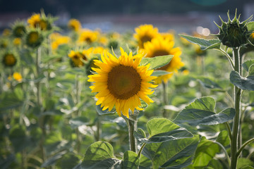 Tournesols