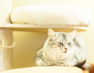 female cat of siberian breed, silver variant