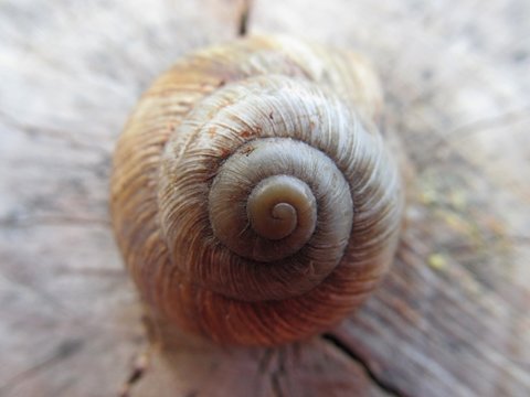 Spiral shell snail on a tree