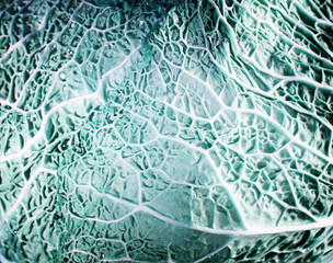 Green cabbage vegetable