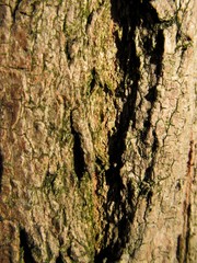 Bark, Tree, Wood