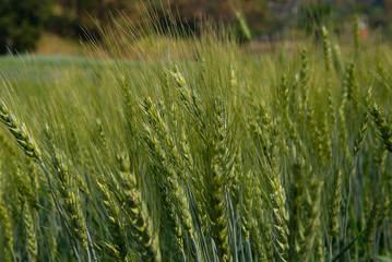 Fototapeta premium Hectares of barley