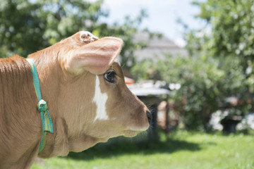 In summer, a small spotted calf. Closeup.