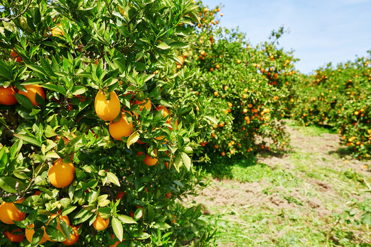 Beautiful orange grove in Northern Morocco