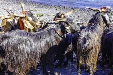 Ziegenbad -  baño de las cabras puerto de la cruz