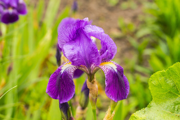 Blüte der Schwertlilie