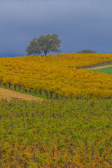 Fototapeta premium Rutherford Vineyard, Napa Valley
