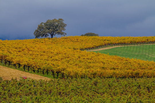 Rutherford Vineyard, Napa Valley