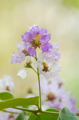 Tabaek is beautiful bunches of pink flowers.