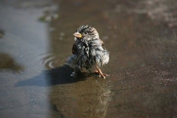 the ruffled Sparrow sitting in a puddle of water