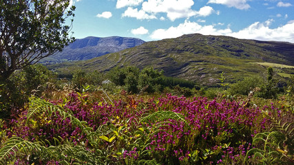 Obraz premium Caha Mountains, Beara, Irland