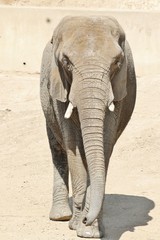 Animals: African elephant walking on grass and eating.