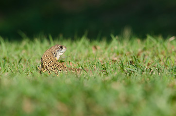 Leiolepis is waiting prey in the garden