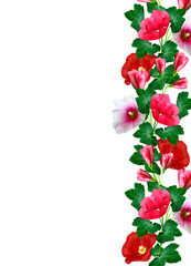 mallow flowers isolated on white background