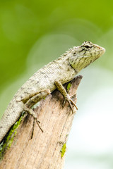 calotes emma alticristatus is spcies name of reptile