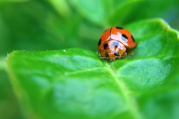 tiny ladybug on green leaf