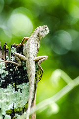 calotes emma alticristatus is spcies name of reptile