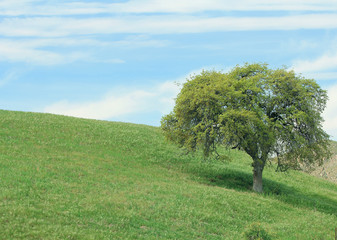 Fototapeta na wymiar A beautiful landscape of an oak tree in a green grass meadow with a blue sky and white clouds.
