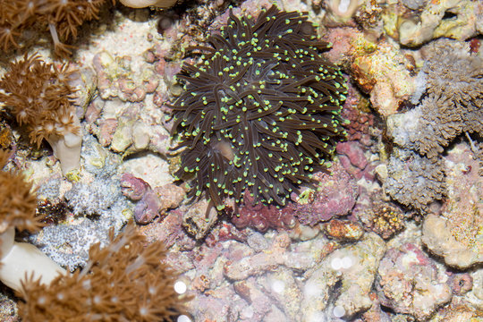 green soft coral, Nusa Penida, Indonesia