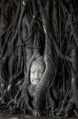 Head of Buddha statue in Banyan Tree with black and white tone,