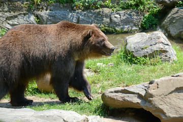 Obraz na płótnie Canvas Grizzly Bear - isolated