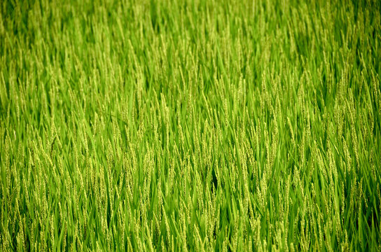 rice ear in summer