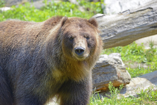 Grizzly bear isolated