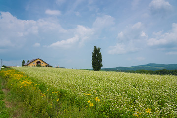 Obraz premium Ken and mary at biei