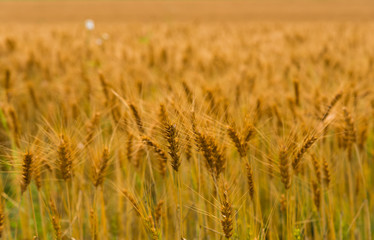 wheat field