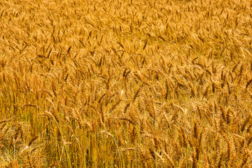 wheat field