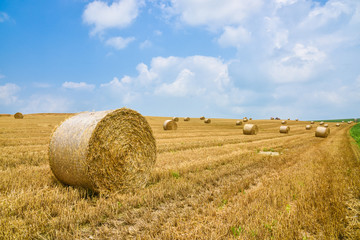 Wheat harvesting