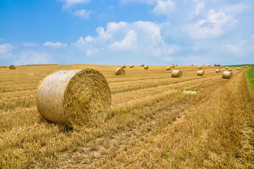 Fototapeta na wymiar Wheat harvesting