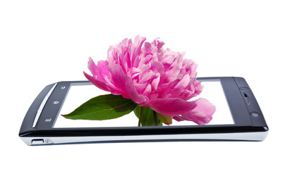 Peony flower on display smartphone. Collage