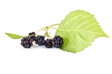 Ripe blackberry