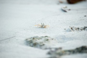 Crab on shore in close-up view