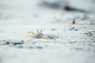 Crab on shore in close-up view