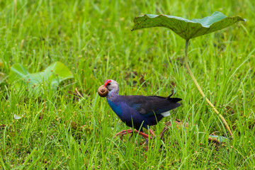 Purple Swamphen(Porphyrio porphyrio)  with shellfish in her mount 