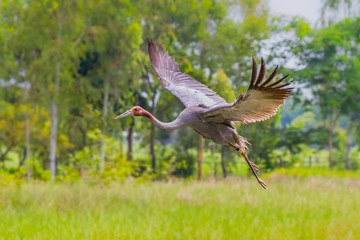 Eastern Sarus Crane (Grus antigone) which extinct in the wild in the 1980s