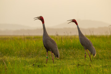 Eastern Sarus Crane (Grus antigone) which extinct in the wild in the 1980s