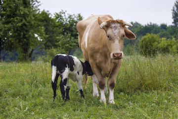 Naklejka na ściany i meble Cow and calf suckling in a meadow