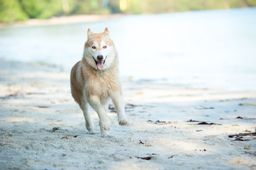 Obraz premium Dog playing at the beach