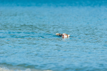 Fototapeta premium Dog playing at the beach